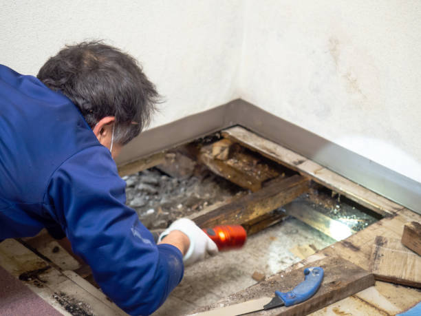 Attic Mold Removal in Stanton, TX