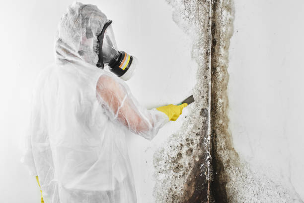 Best Commercial Mold Removal  in Stanton, TX