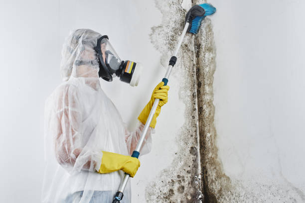 Professional Mold Removal in Stanton, TX