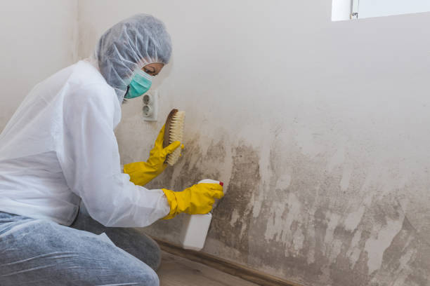 Best Home Mold Removal  in Stanton, TX