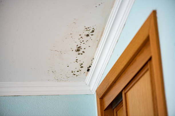 Best Black Mold Removal  in Stanton, TX