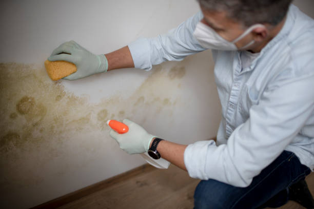 Best Fast Mold Removal  in Stanton, TX