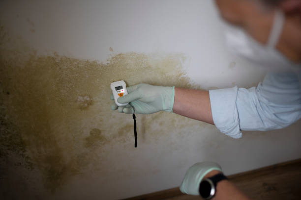 Best Best Mold Removal Companies  in Stanton, TX