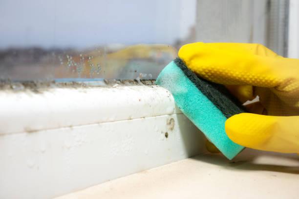 Best Local Mold Removal Service  in Stanton, TX