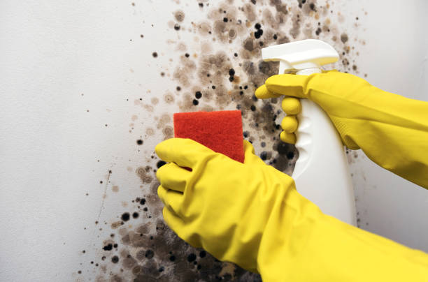 Best Same-Day Mold Removal  in Stanton, TX