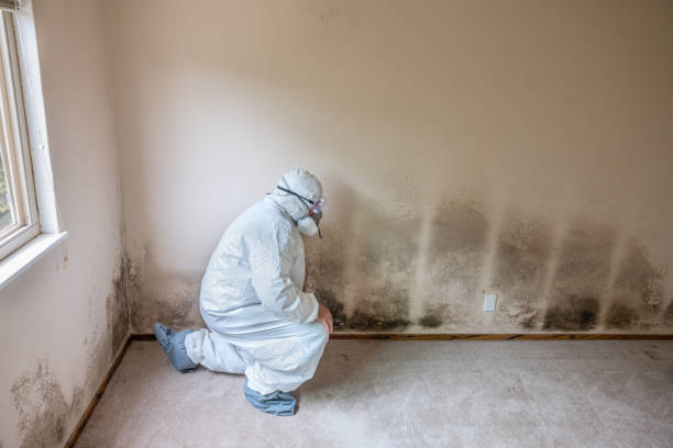 Best Home Mold Removal  in Stanton, TX